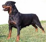 Bessy Von Siki Rottweiler