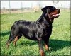 Beta Von Siki Rottweiler